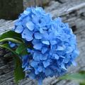 Wunderschn blau blht diese Hortensie