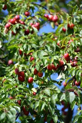 Essbare Frchte der Blutpflaume (Prunus cerasifera)