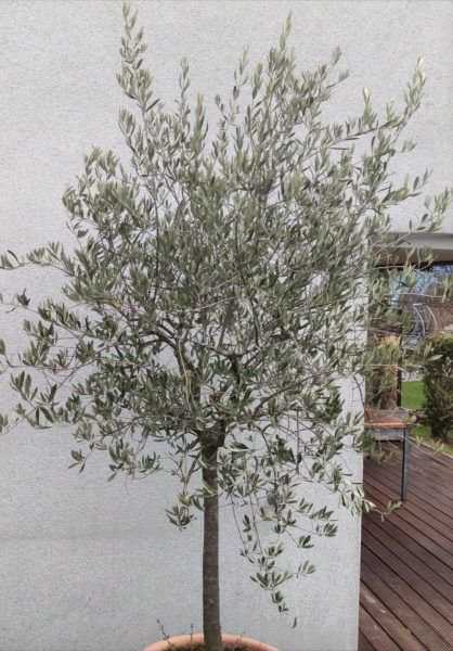 Was muss vor dem Zurckschneiden beim Olivenbaum getan werden?