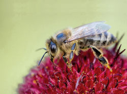 Bienenfreundliche Sträucher kaufen, Lubera