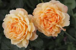 Nostalgische Rosen kaufen Nostalgie-Edelrose Capri Luber Pflanzenshop