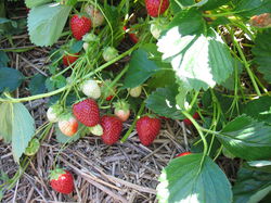 Einmaltragende Erdbeeren kaufen Erdbeere Malvina Lubera