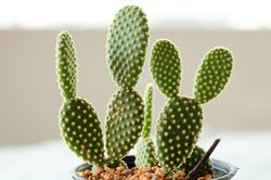 Opuntia microdasys or Bunny ears cactus in plastic pot, ungiftige Zimmerpflanzen