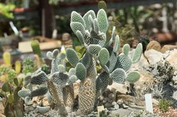 Opuntia microdasys, Goldpunktopuntie, Hasenohr-Kaktus, Opuntie - pflegen und vermehren