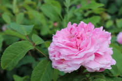 Historische Rosen kaufen Jacques Cartier Lubera Shop