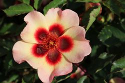Persische Rosen kaufen Lubera Online Shop