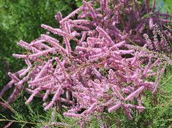 Tamarix ramosissima Pink Cascade: Tamariske Pflege, Standort und Arten