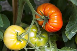 Tomatenpflanzen, Lubera