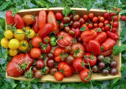 Tomatensamen kaufen Lubera Online Shop