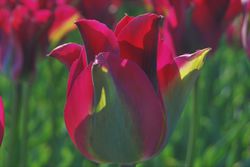 Viridiflora Tulpen kaufen Grne Tulpe Green Love Lubera Shop
