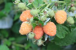 Himbeere, Lowberries Little Orangelina, Zwerghimbeere, Rubus idaeus
