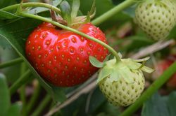 Erdbeerpflanzen kaufen Lubera