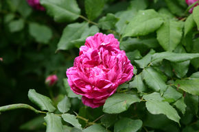 Rose 'Ferdinand Pichard'