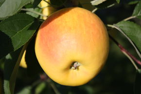 Apfel Bionda Marilyn Hochstamm/Halbstamm