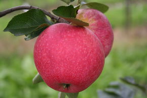 Apfel Paradis Fantasia Hochstamm/Halbstamm