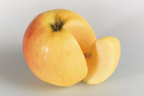 Apfel Paradis Fata M. Hochstamm/Halbstamm