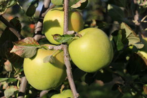 Apfel Paradis Granny Swiss Hochstamm/Halbstamm