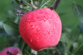 Apfel Paradis 'Myra' Hochstamm/Halbstamm