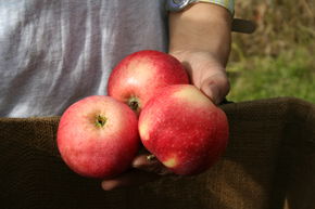 Apfel Paradis Sierra Hochstamm/Halbstamm