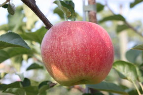 Apfel Paradis Sparkling Hochstamm/Halbstamm