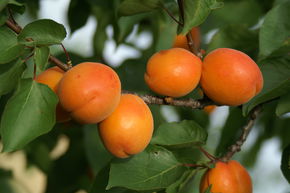 Aprikose Harlayne (selbstfruchtbar)