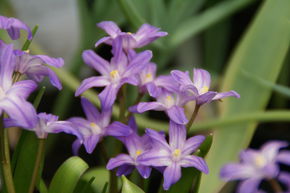 Sternhyazinthe 'Violet Beauty'