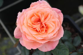 Rose 'Papi Delbard'