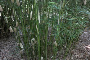 Heckenpalette mit Bambus Ivory Ibis