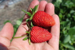 Erdbeere Frutium Belleure 6er Trger