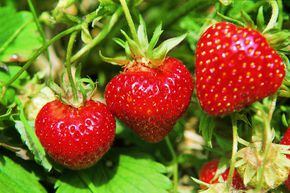 Erdbeere Wdenswil 6 6er Trger