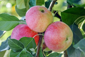 Apfel Paradis Julka