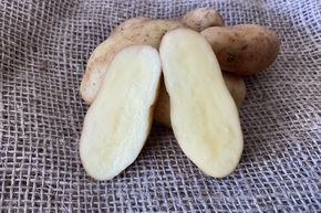 Saatkartoffeln 'La Ratte'