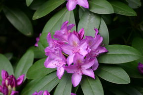 Hecken-Palette mit Rhododendron Hybride 'Catawbiense Grandiflorum'