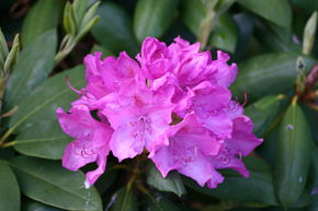 Hecken-Palette mit Rhododendron Hybride 'Roseum Elegans'