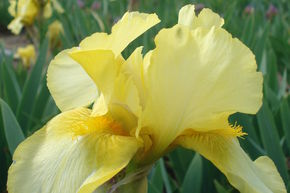 Iris x barbata - nana 'Ritz'