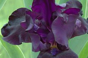 Iris x barbata elatior 'Black Dragon'