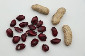 Erdnusspflanze (Not) Just Peanuts Justblack