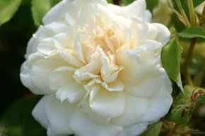 Rose 'Madame Alfred Carrire' 