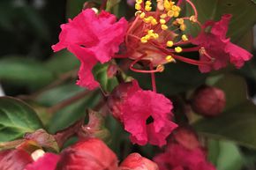 Lagerstroemia 'Terrasse Rouge'