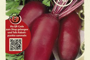 Rote Rben 'Cylindra'