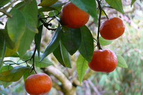 Mittelmeermandarine, spte Ciaculli-Mandarine 'Tardivo di Ciaculli'