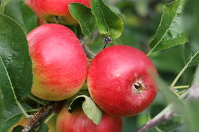 Apfel Lubera Paradis Crispino