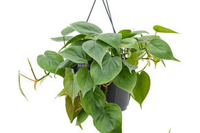 Philodendron scandens (100-120)