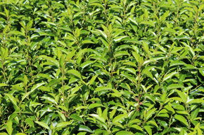 Hecken-Palette Prunus lusitanica 'Angustifolia'