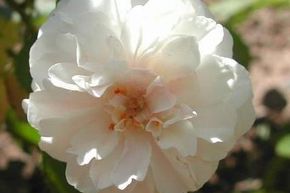 Ramblerrose 'Flicit et Perptue'