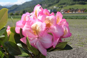 Rhododendron Hybride 'Arkadius' INKARHO