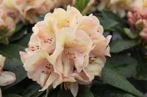 Rhododendron 'Belkanto'