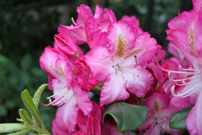 Rhododendron Hybride 'Campanile' INKARHO