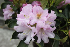 Rhododendron Hybride 'Dufthecke' lila, INKARHO