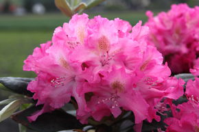 Rhododendron Hybride 'Fidelius' INKARHO
